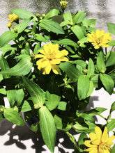 Load image into Gallery viewer, ZINNIAS MINI DAISY berrykinn
