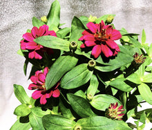 Load image into Gallery viewer, ZINNIAS MINI DAISY berrykinn
