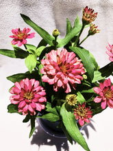 Load image into Gallery viewer, ZINNIAS MINI DAISY berrykinn
