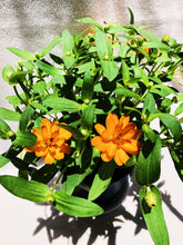 Load image into Gallery viewer, ZINNIAS MINI DAISY berrykinn
