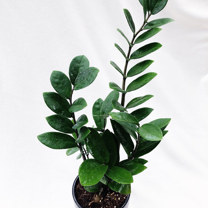 ZZ PLANT berrykinn