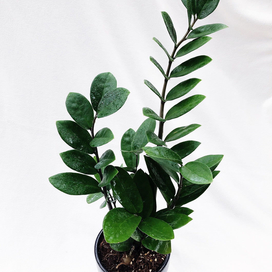 ZZ PLANT berrykinn
