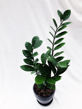Load image into Gallery viewer, ZZ PLANT berrykinn
