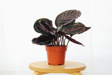 Load image into Gallery viewer, CALATHEA ROSEOPICTA
