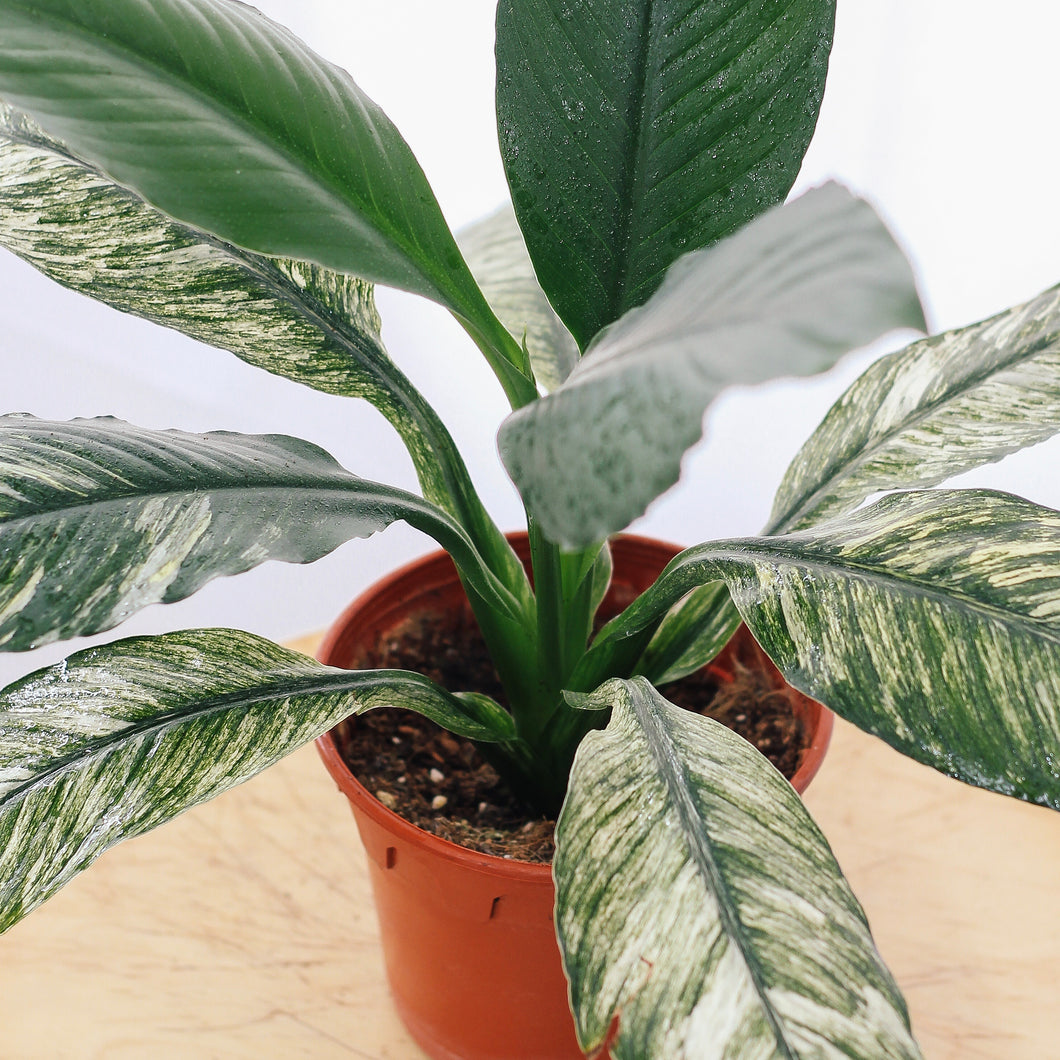 SPATHIPHYLLUM VARIEGATED