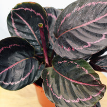 Load image into Gallery viewer, CALATHEA ROSEOPICTA
