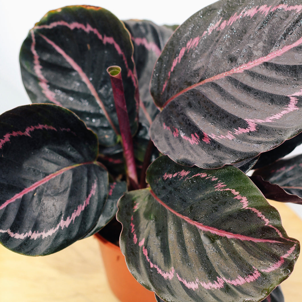 CALATHEA ROSEOPICTA
