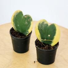 Load image into Gallery viewer, VARIEGATED HOYA KERRII
