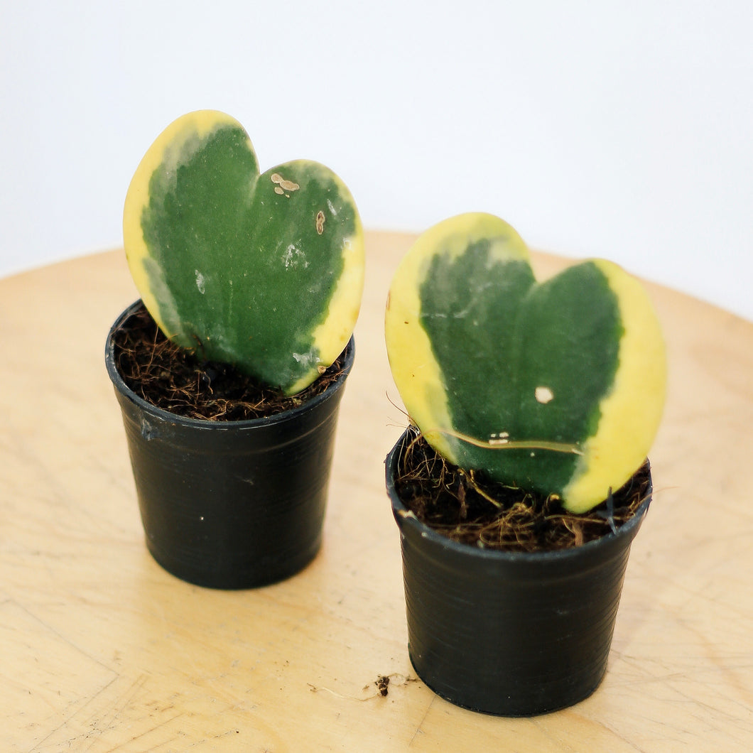 VARIEGATED HOYA KERRII