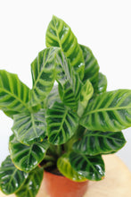 Load image into Gallery viewer, CALATHEA ZEBRINA
