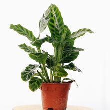 Load image into Gallery viewer, CALATHEA ZEBRINA
