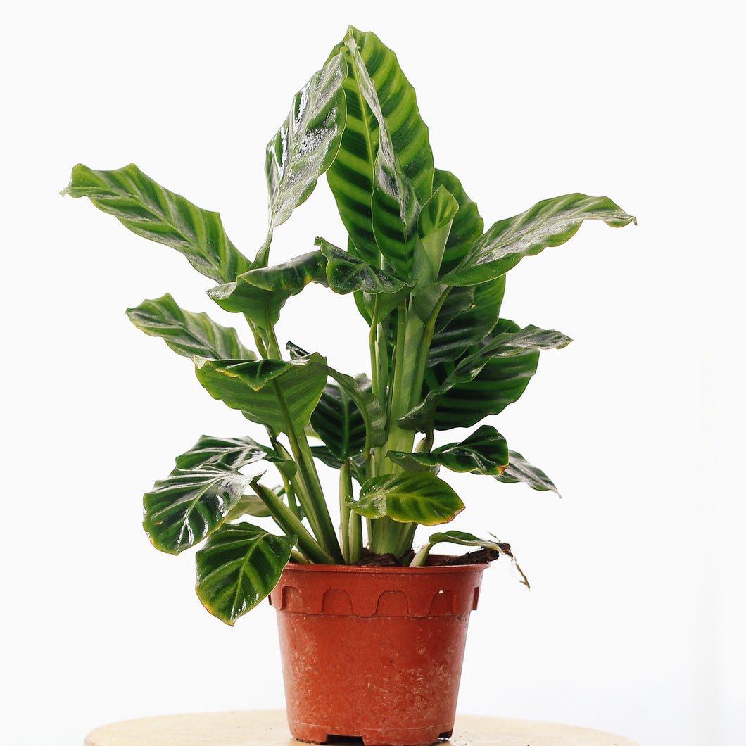 CALATHEA ZEBRINA