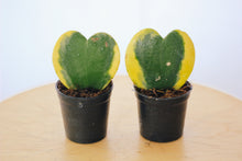 Load image into Gallery viewer, VARIEGATED HOYA KERRII
